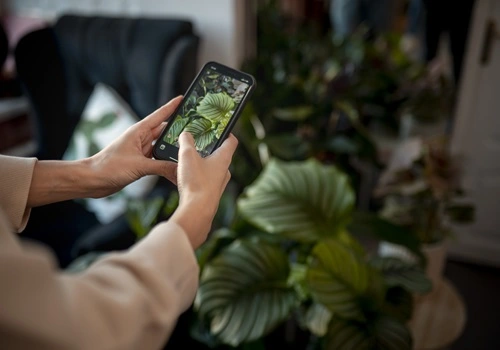 Quer identificar plantas? Faça isso com o celular (Foto: Freepik)